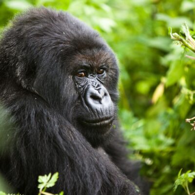 resized WDCE official gorilla